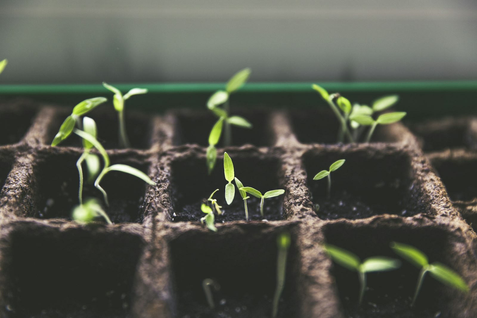 A beginner-friendly garden with mixed plants and fresh green growth.